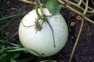 canteen gourd