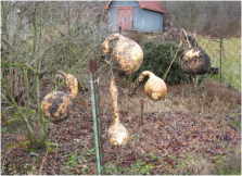 gourds hanging on fence to dry