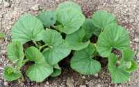 gourd plants in soil