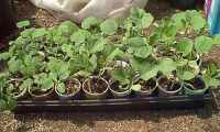 gourd plants in containers