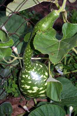 swan gourd