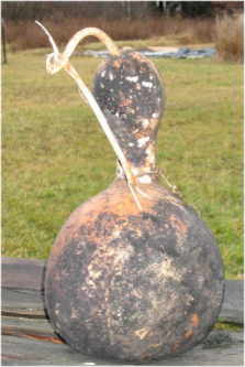 drying, moldy, bottle gourd