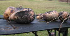 molday gourds